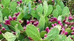 Nopal Cactus for Weight Loss: Can It Help You Lose Weight?